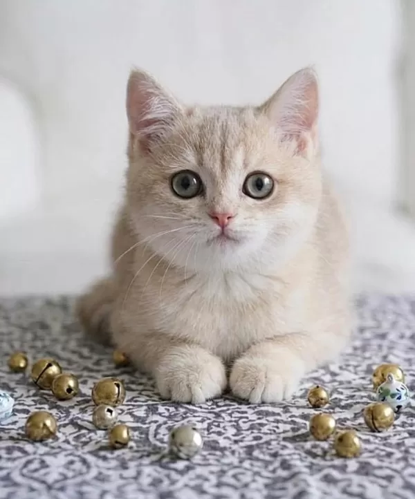 Lila Golden British Shorthair