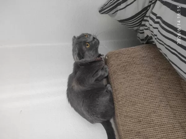 Şehir Değişikliği İçin Scottish Fold