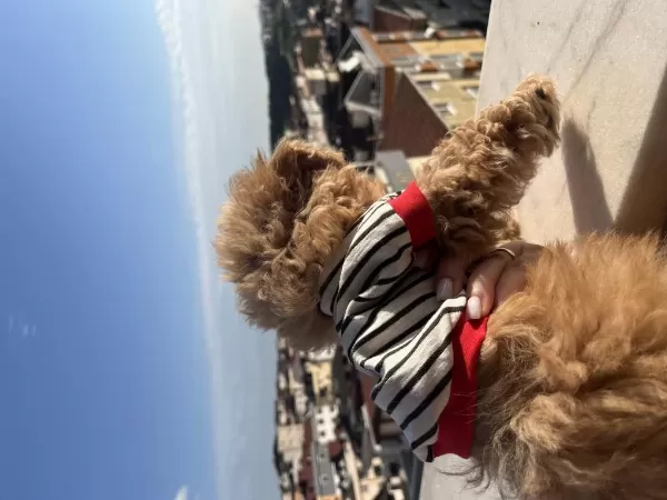 Sağlıklı Toy Poodle 3 Aylık