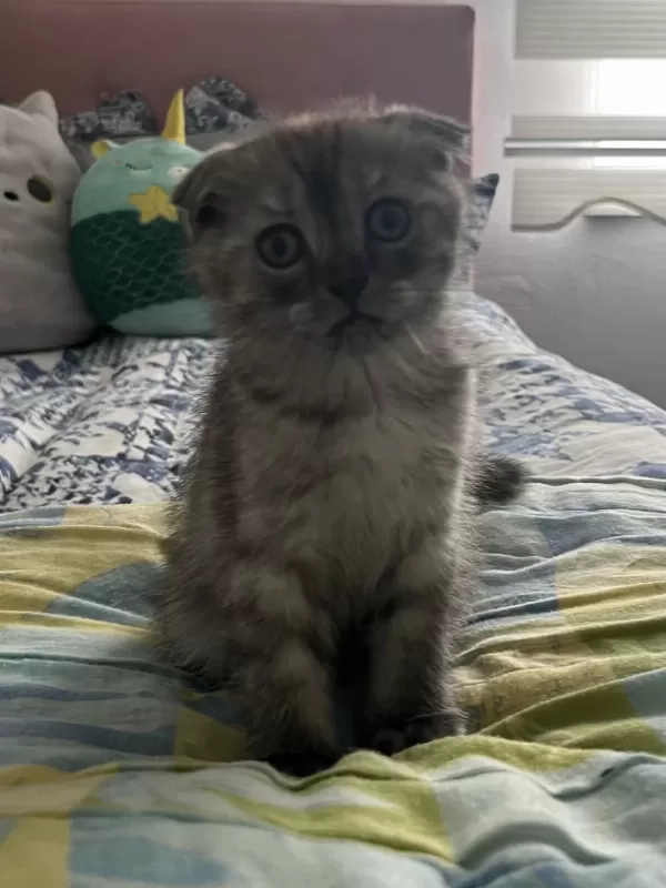 Yavru Scottish Fold Kedimiz Acil