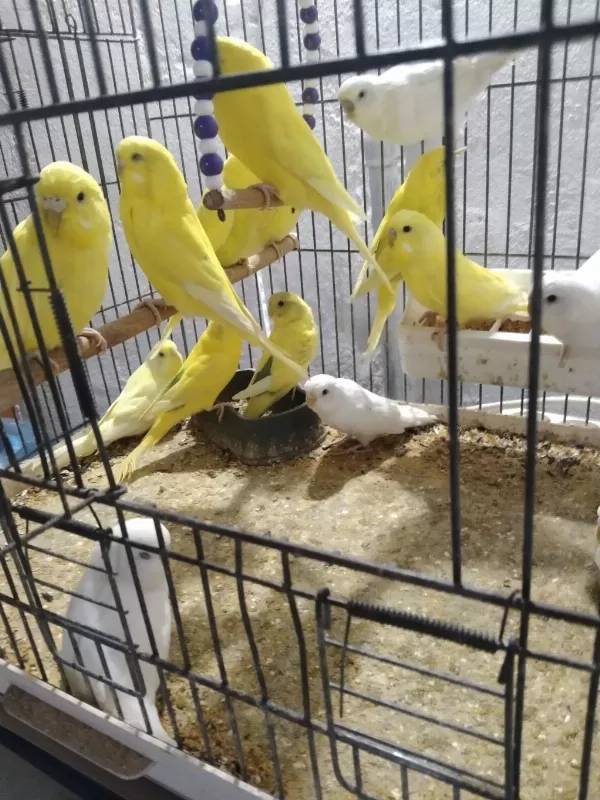 Her Renk Her Tür Muhabbet Kuşu Vardır