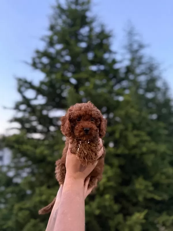 Koyu Renk Kore Teacup Poodle