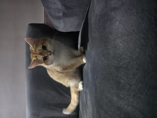 Erkek Golden British Shorthair