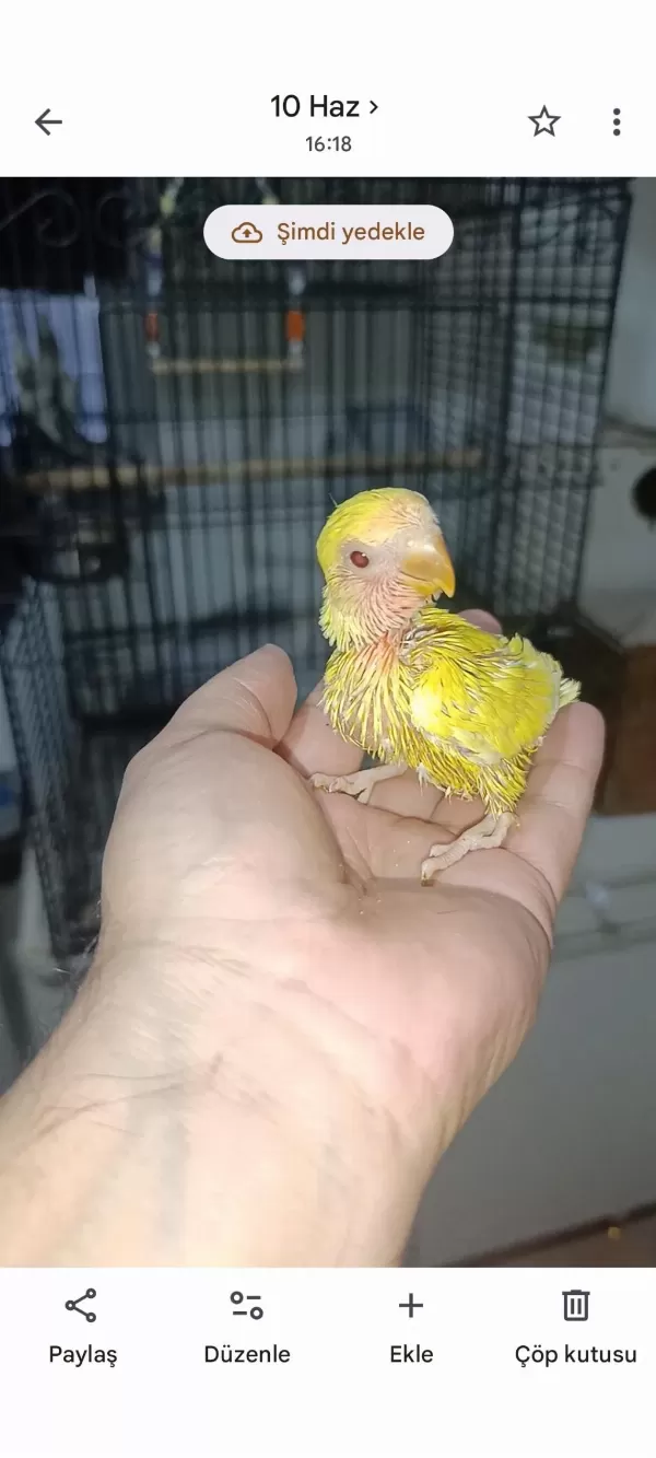 El Besleme Kırmızı Göz Mutasyon Sevda Papağanı
