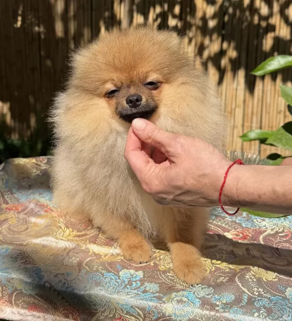 Turuncu Renkte Pomeranian Tea Cup Erkek
