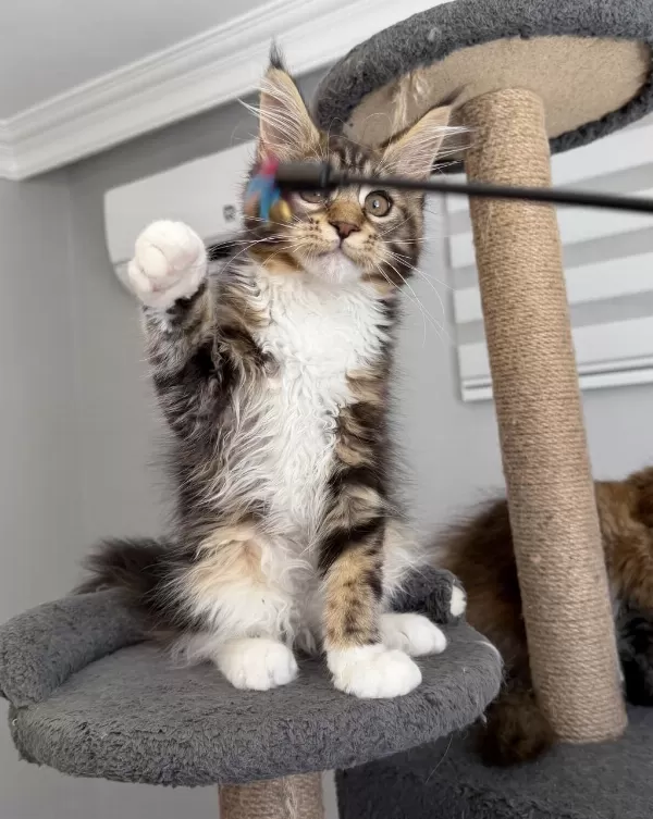 Xxxl Maine Coon 2209 Dişi