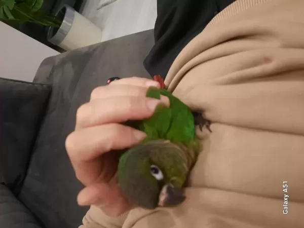 2 Aylik Ele Alişik Konur Papağani