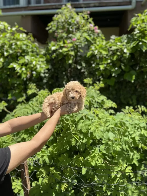 Kore Kan Aşılı Poodle Bebekler
