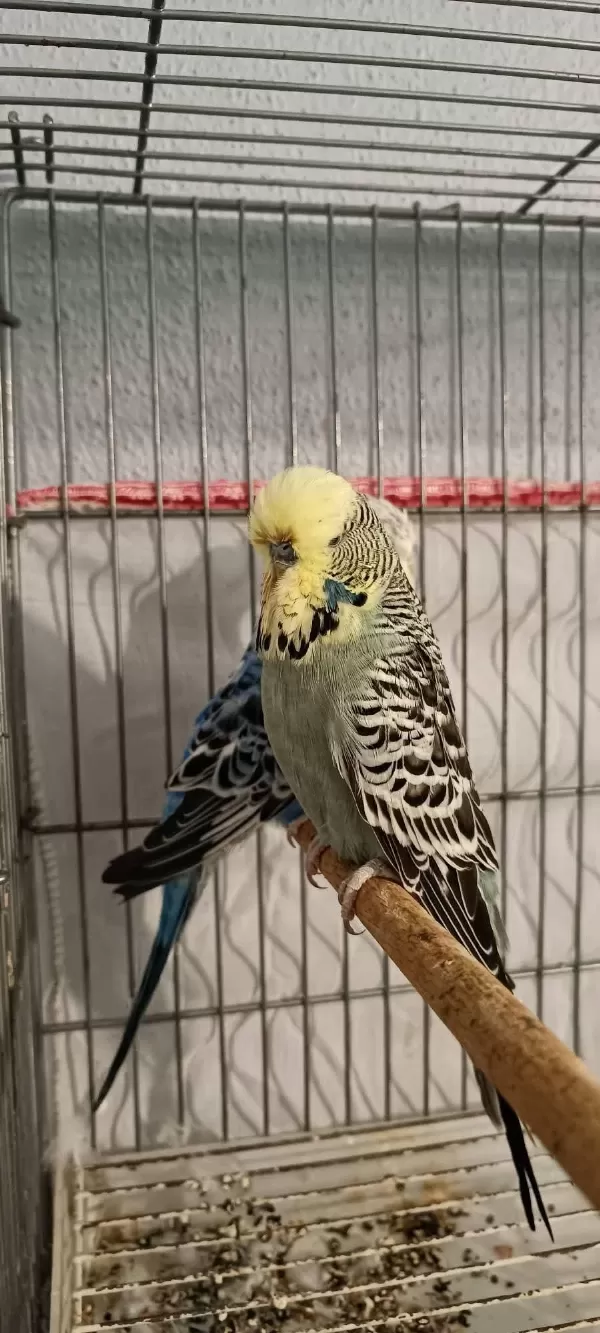2 Takım Show Jumbo Muhabbet Kuşu