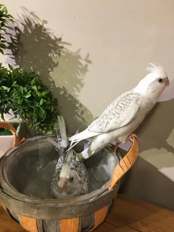 İsirma Yok Bebek Yeme Düştü Wf White Konuşturmalik Sultan