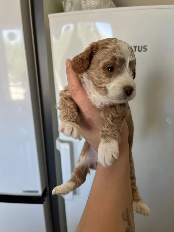 F3 Maltipoo Yavrular