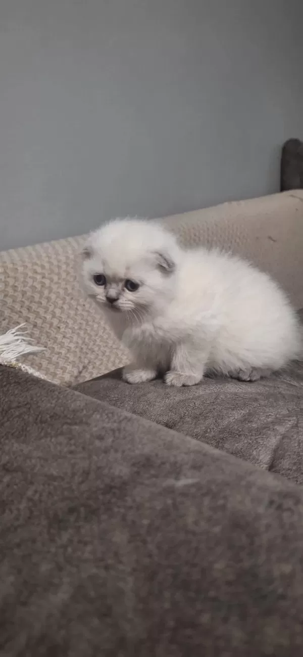 Güzel Top Yüzlü Yavru Scottish Fold Teslime Hazır