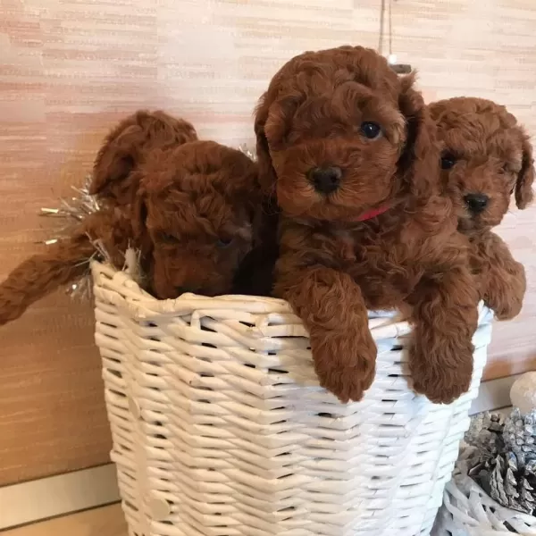 Efsane Toy Poodle Yavrulari