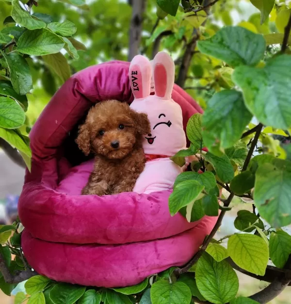 Toypoodle Yavrularımız