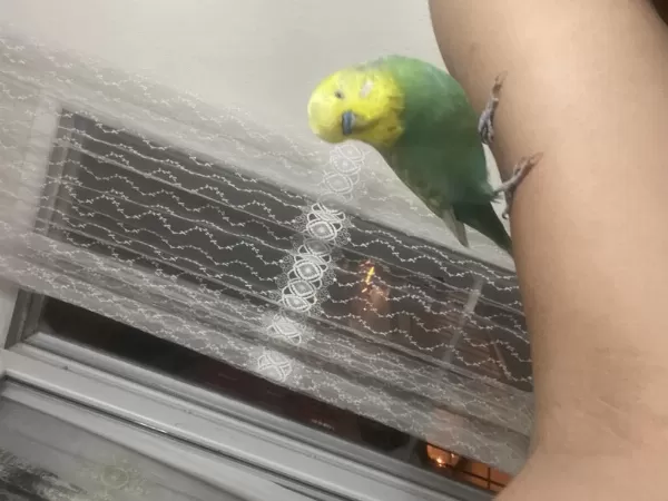 Full Evcil Konuşan Muhabbet Kuşu Paşa