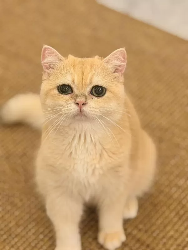 British Shorthair Golden