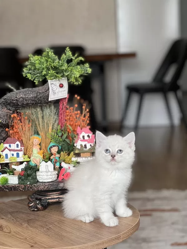 Ayi Surat Silver Point British Shorthair Yavrum