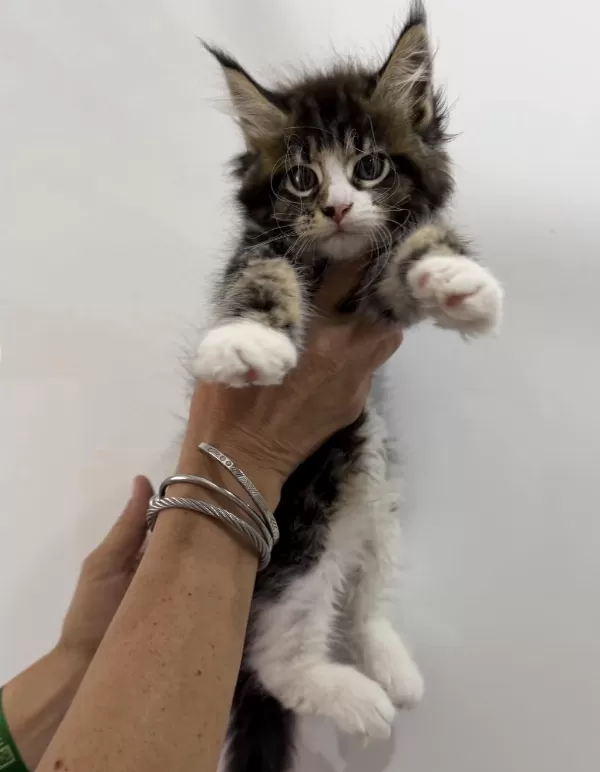 Küçük Bir Dev Dişi Maine Coon