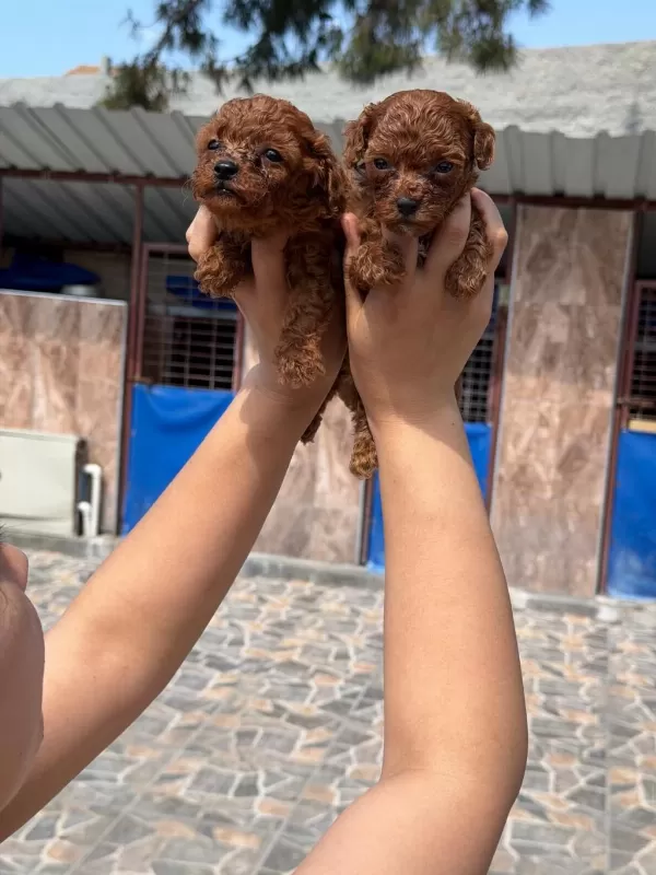 İstediğiniz Renklerde Poodle İslak Burunlar