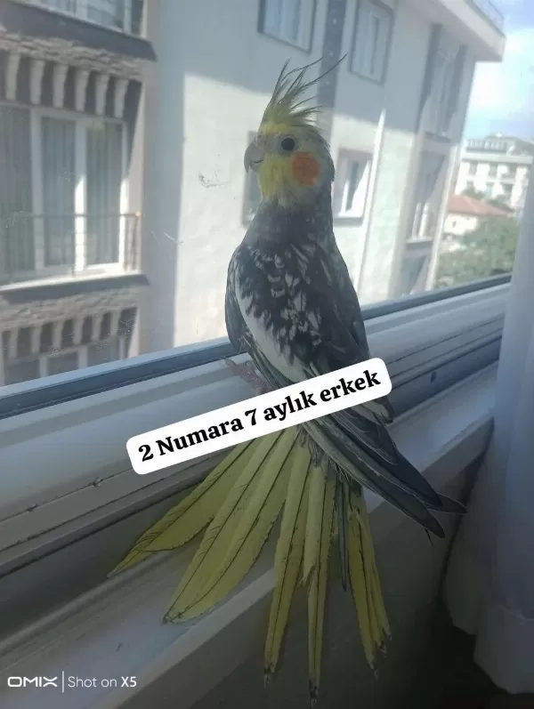 Sultan Papağanı Ev Üretimi Kuşlar