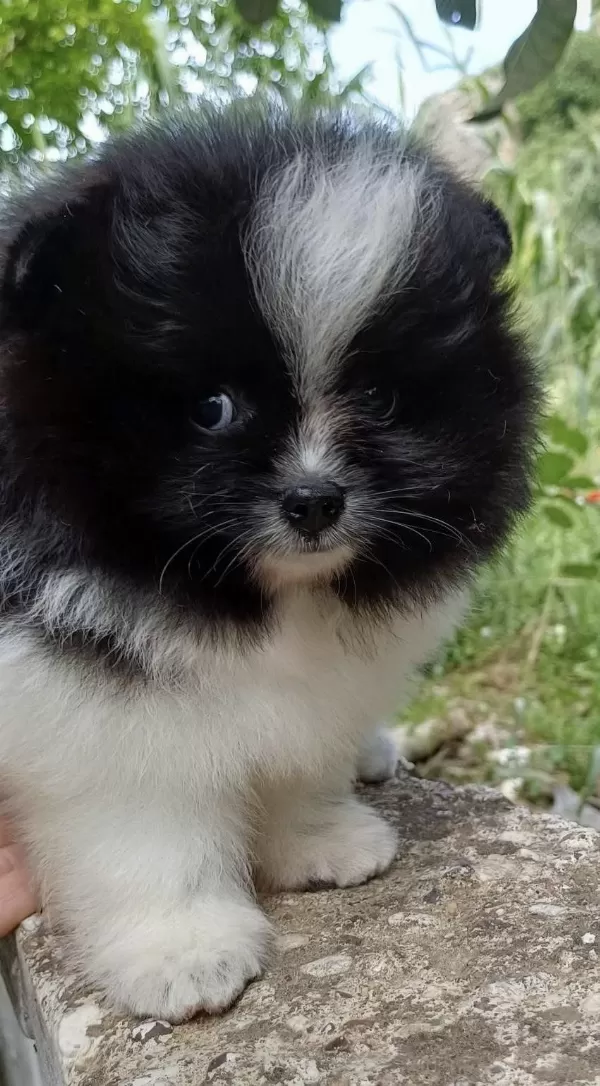 Garantili Ayı Surat Pomeranian Erkek