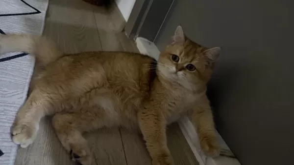 15 Aylık Ny12 Dişi British Shorthair