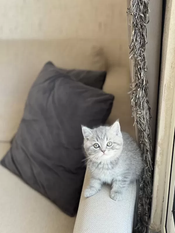 İnsan Canlisi Sevimli British Shorthair Yavrum
