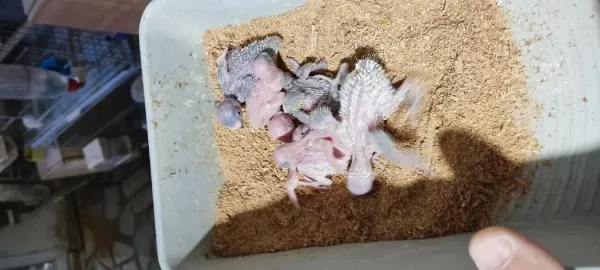 Üretimhaneden Muhabbet Kuşu Yavruları