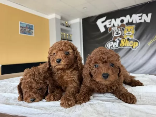 Shoooowwww Kalite Toy Poodle Yavrular Ankara Mağazamızda