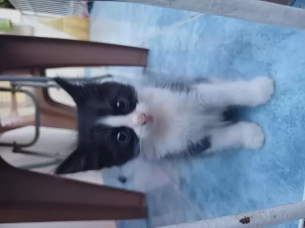 Bahçede Baktığım Yavru Kediler