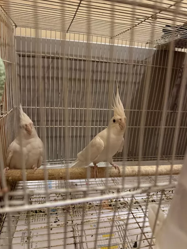 Albino Sultan Papağanı