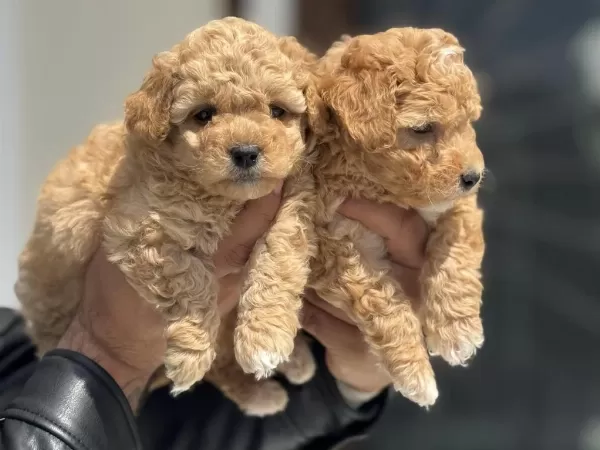 Dizayn İrk Maltipoo Yavrular Petmode Den