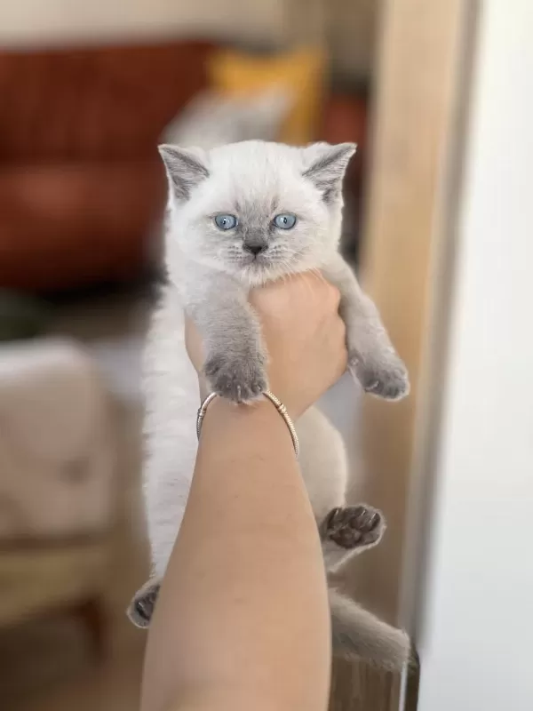 İnsan Canlisi Blue Point Safkan British Shorthair Yavru