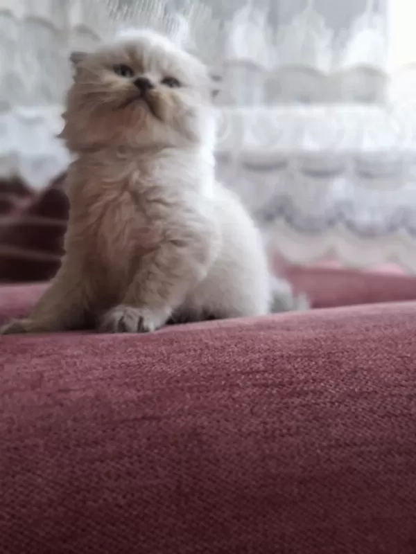 Safkan Himalayan Sağlıklı Yavru