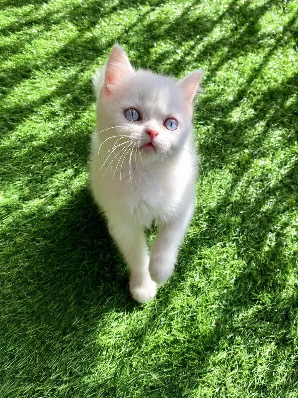 Pamuk Gibi Yavru British Shorthair
