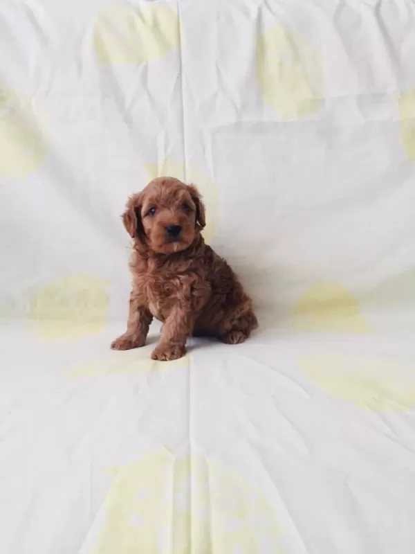 Red Brown Poodle Yavrular Ev Üretimi