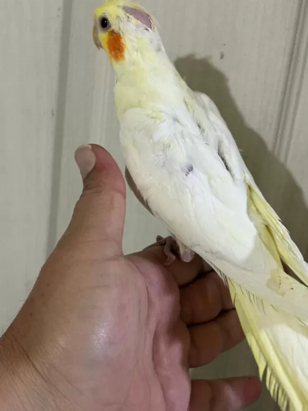 53 Günlük Ful Evcil Lutino Sultan Papağani Bebek