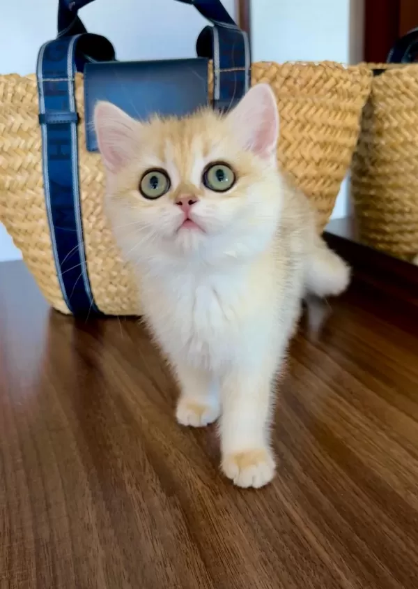 Safkan British Shorthair Golden Dişi Yavru