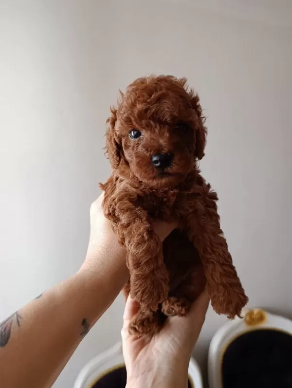 Safkan Red Brown Toy Poodle Yavrular Üst Kalite
