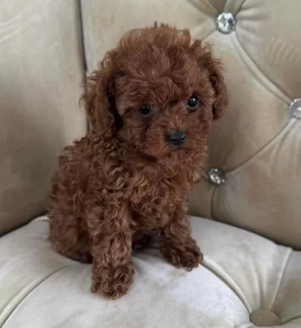 Toy Poodle İrk Garantili Yavrular