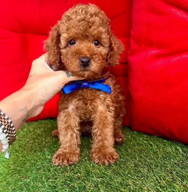 Safkan Toy Poodle Bebekler