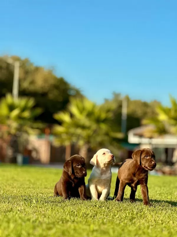 Labrador Retriever Yavruları Muhteşem Formda