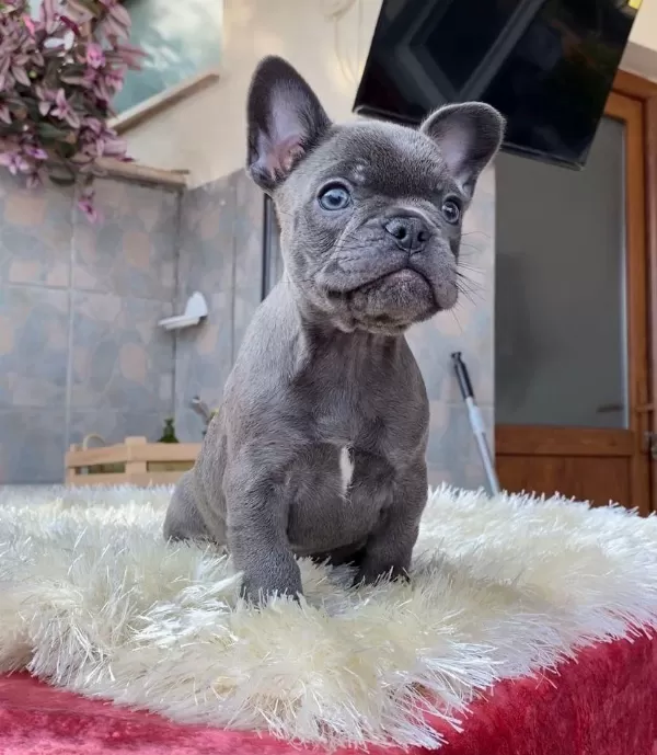Egzotik Blue French Bulldog Yavrularim Safkan
