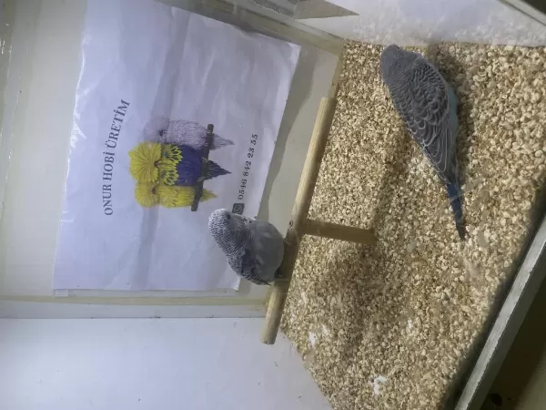 Yeni Yeme Düşmüş Erkek Muhabbet Yavru