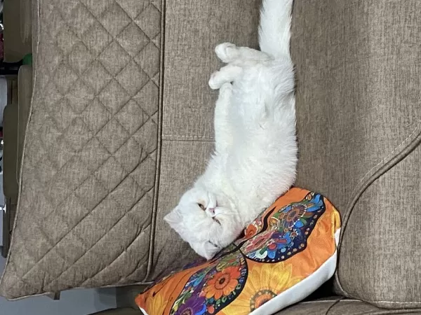 Kedimiz Pirinç Sahiplendiriyoruz