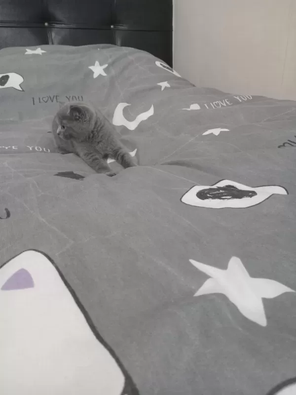 British Shorthair Dişi