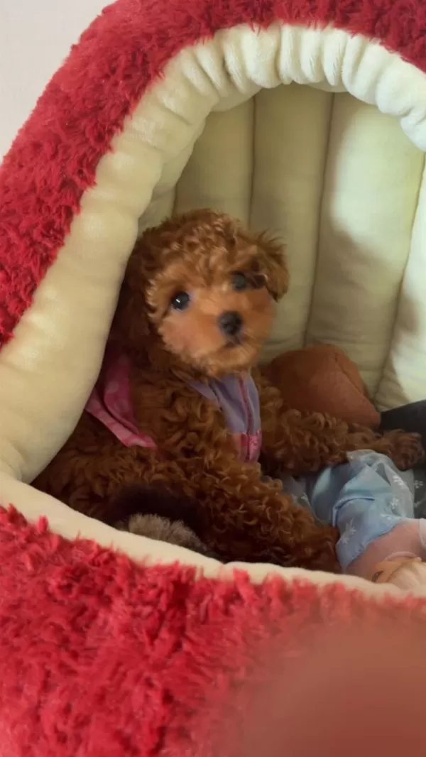 Sevimli Toy Poodle Yavrumuz Sahibini Bekliyor