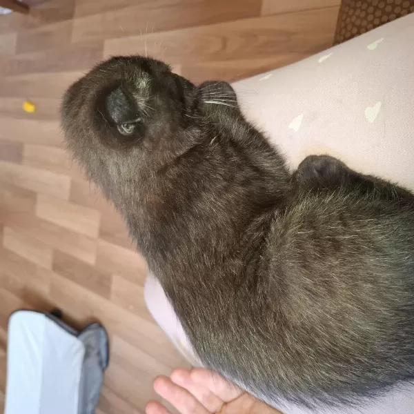 Erkek 3 Aylık Ücretli Scottish Fold