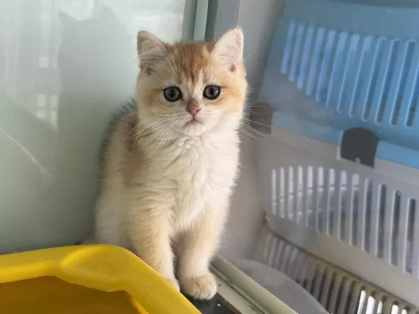 En Güzel Ny12 Golden British Shorthair Yavrumuz