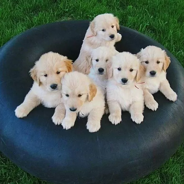 Golden Retriever Yavrular İstenirse Kapınıza Teslim
